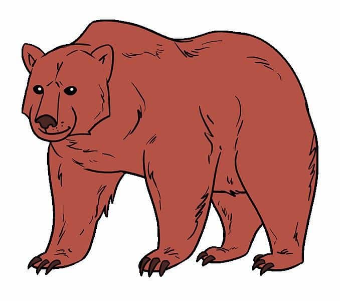 vẽ con gấu 17