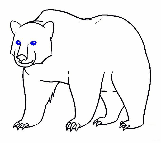 vẽ con gấu 16